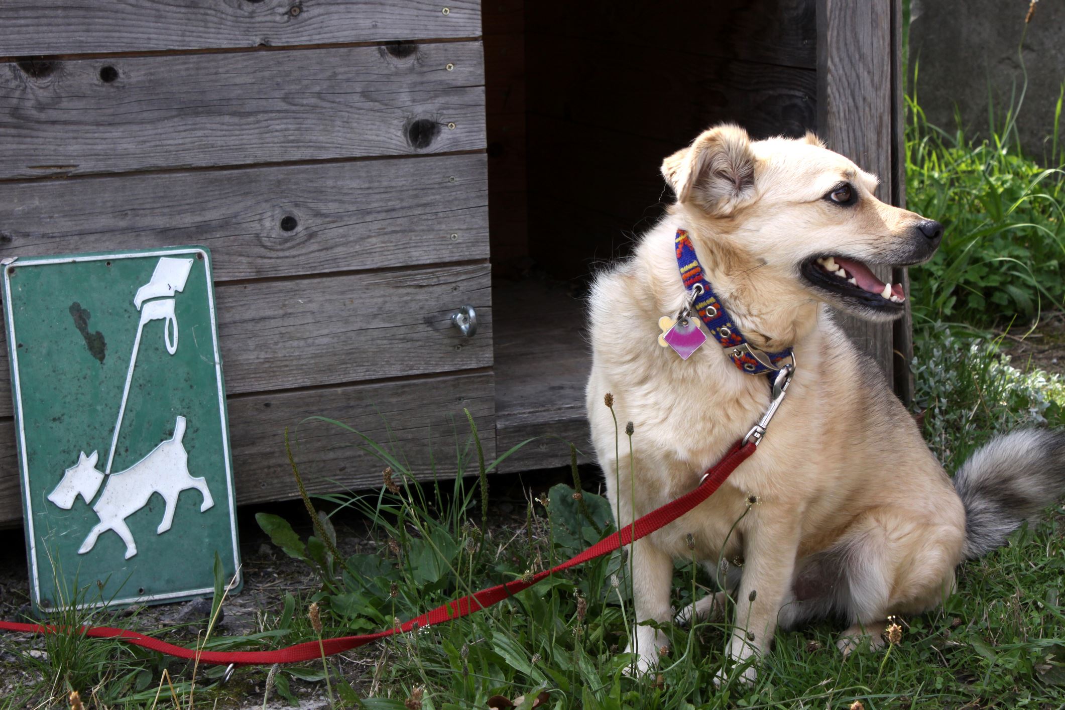 Licensed Leashed Dog